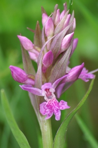orchis pyramidal